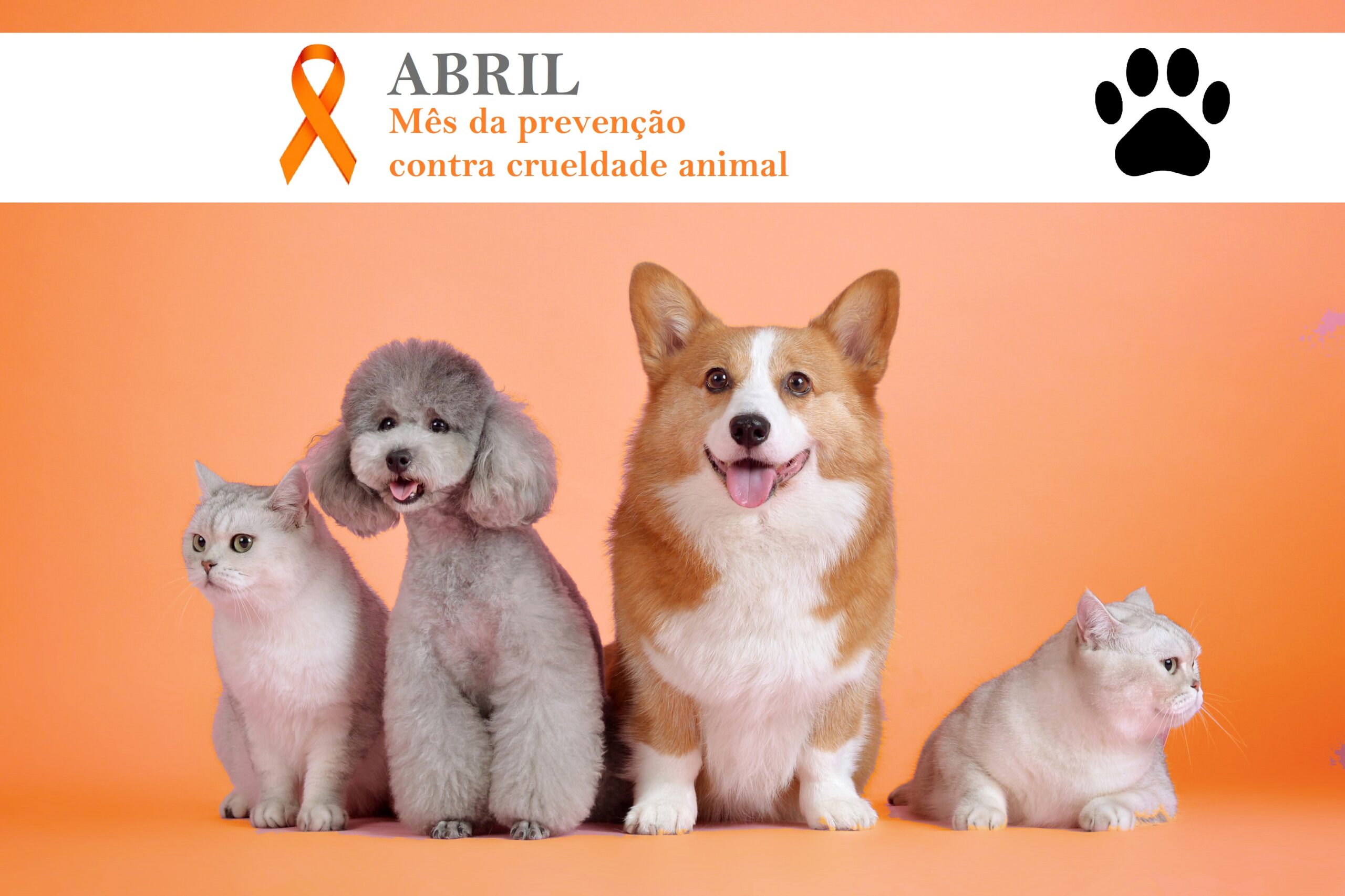 Abril Laranja: Mês de Prevenção Contra a Crueldade Animal